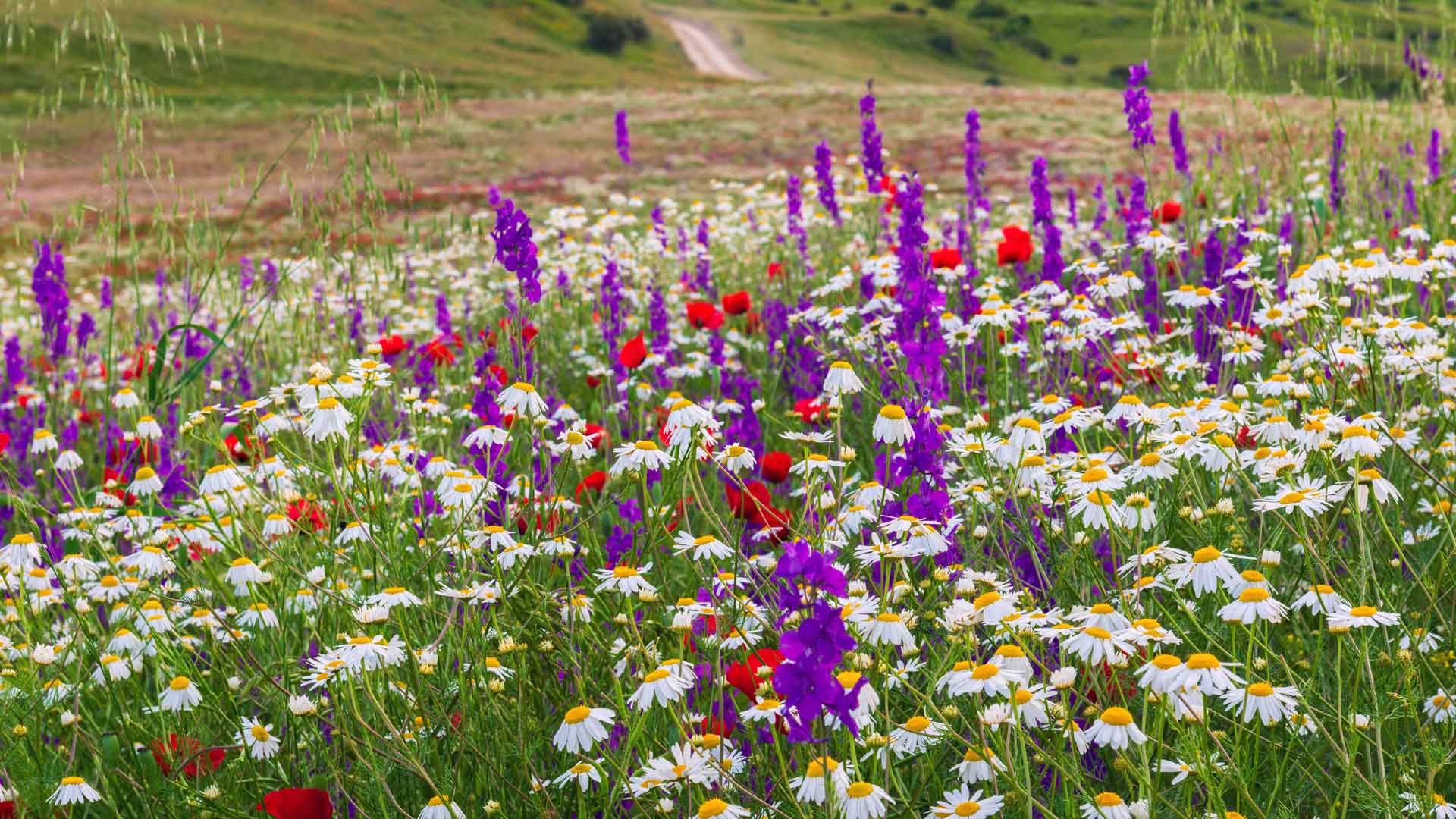 Field of wildflowers with a dirt path in the background